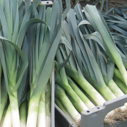 Por Lancia 10 tyś. nasion ZW ST